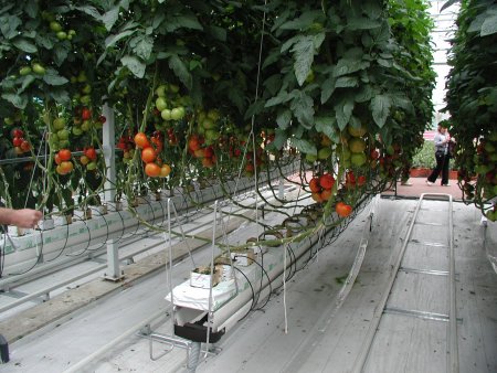 Tomaten Tomaten
