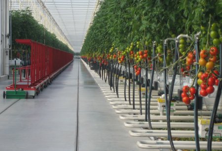 Tomatenkas Tomatenkas